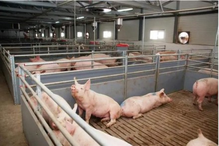 Свиноферма реалізує:

1. Товарних свиней живою вагою від 100-105кг вартість за. . фото 3