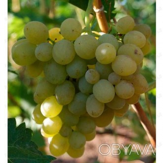 'Виноград Монарх (саженец)Столовая гибридная форма винограда, раннесреднего срок. . фото 1