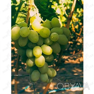 'Молочный - столовая гибридная форма винограда средне–позднего срока созревания . . фото 1
