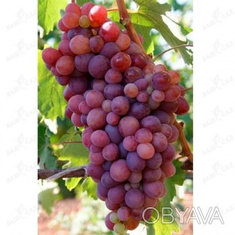 'Виноград Модерн (саженец) – столовая гибридная форма винограда, раннего срока с. . фото 1