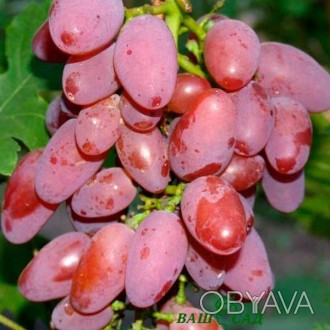 'Виноград Юбилей херсонского "Дачника" (саженец) - гибридная форма винограда оче. . фото 1