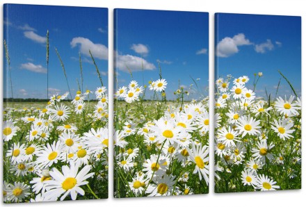 Модульна картина Природа Ромашка Art-47_3А. Ужгород. фото 1 Модульна картина Природа Ромашка Art-47_3А. Ужгород. фото 1