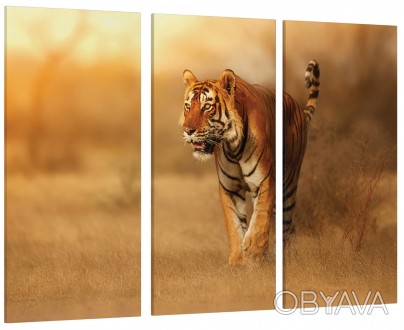 Модульна картина Природа Тигр Art-183_XXL