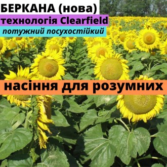 Соняшник Беркана АМ (нова). Харків. фото 1 Соняшник Беркана АМ (нова). Харків. фото 1