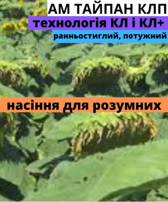 Насіння соняшника АМ ТАЙПАН КЛП. Харків. фото 1 Насіння соняшника АМ ТАЙПАН КЛП. Харків. фото 1