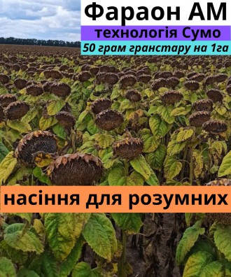 Семена подсолнуха Фараон АМ. Харків. фото 1 Семена подсолнуха Фараон АМ. Харків. фото 1