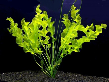 Апоногетон волнистый (живородящий)
Красивое, крупное растение, с волнистыми лис. . фото 3