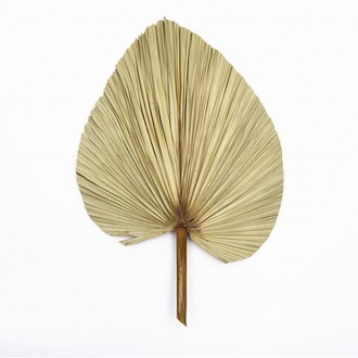 Декоративний Пальмовий Лист використовується для створення інтер'єрних композиці. . фото 2