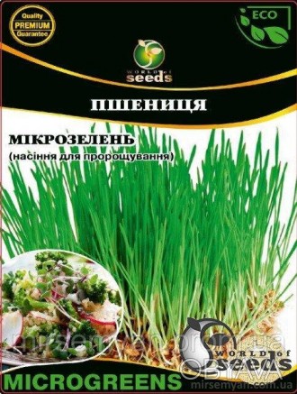 Микрозелень пшеницы – ярко-зеленые вытянутые ростки молодой пшеницы. Имеют травя. . фото 1
