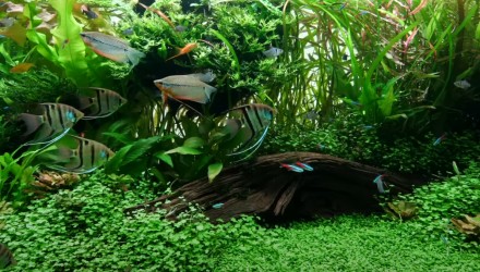 Продам растения для аквариума
(на первом фото пример декорирования дна аквариум. . фото 2