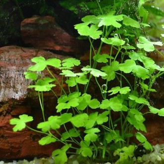 Продам растения для аквариума
(на первом фото пример декорирования дна аквариум. . фото 3
