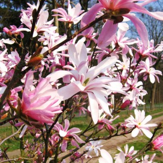 Магнолия Леонард Мессел / h 40-60 / Magnolia Leonard Messel. Балаклея. фото 1 Магнолия Леонард Мессел / h 40-60 / Magnolia Leonard Messel. Балаклея. фото 1