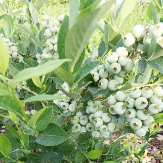 Саженцы голубики Дарроу / Vaccinium corymbosum Darrow
Дарроу поздний сорт, созре. . фото 4