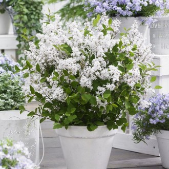 Сирень Флауерфеста Вайт / Syringa meyeri Flowerfesta White
Сирень карликовая, ре. . фото 2