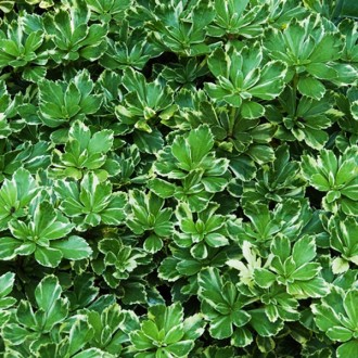 Пахизандра Вариегата / Pachysandra Variegata
Вечнозеленое почвопокровное растени. . фото 3