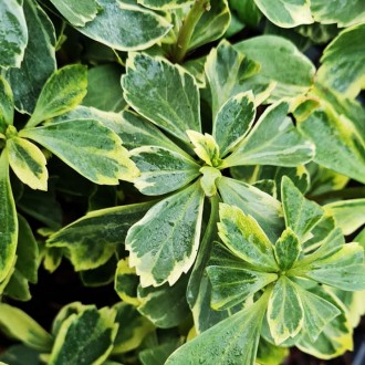 Пахизандра Вариегата / Pachysandra Variegata
Вечнозеленое почвопокровное растени. . фото 2