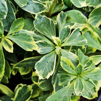 Пахизандра Вариегата / Pachysandra Variegata
Вечнозеленое почвопокровное растени. . фото 1