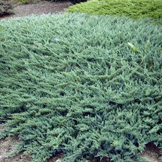 Можжевельник Вилтони / d 25-35 / Juniperus horizontalis Wiltonii. Балаклія. фото 1 Можжевельник Вилтони / d 25-35 / Juniperus horizontalis Wiltonii. Балаклія. фото 1