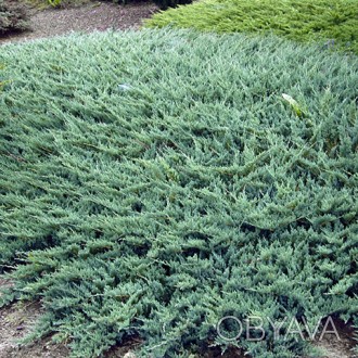 Можжевельник горизонтальный Вилтони / Juniperus Wiltonii