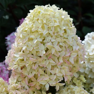 Гортензия метельчатая Вайт Лайт / С7,5 / Hydrangea Whitelight. Балаклея. фото 1 Гортензия метельчатая Вайт Лайт / С7,5 / Hydrangea Whitelight. Балаклея. фото 1