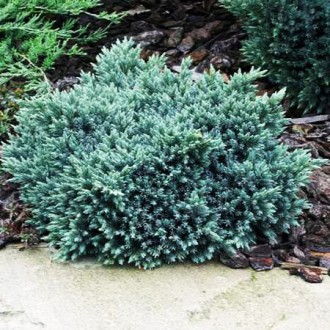 Можжевельник чешуйчатый Блю Стар / Juniperus squamata Blue Star
Декоративный кар. . фото 4