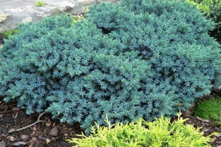 Можжевельник чешуйчатый Блю Стар / Juniperus squamata Blue Star
Декоративный кар. . фото 5
