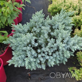 Можжевельник чешуйчатый Блю Стар / Juniperus squamata Blue Star
Декоративный кар. . фото 1