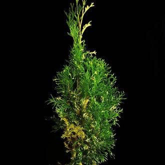 Туя западная Старструк / Thuja occidentalis Starstruck
Декоративное хвойное дере. . фото 4