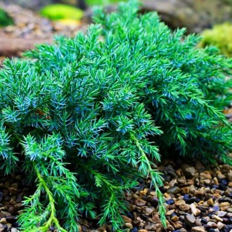 Можжевельник Литл Джоанна / Juniperus squamata Little Joanna
Карликовый и компак. . фото 3