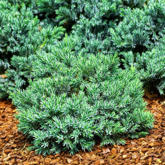 Можжевельник Литл Джоанна / Juniperus squamata Little Joanna
Карликовый и компак. . фото 2