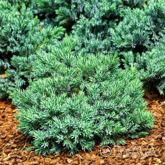 Можжевельник Литл Джоанна / Juniperus squamata Little Joanna
Карликовый и компак. . фото 1