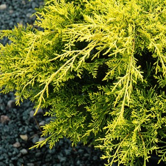 Можжевельник Голден Джой / Juniperus squamata Golden Joy
Можжевельник Голден Джо. . фото 2