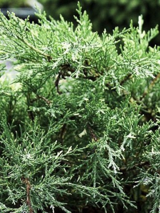 Можжевельник Вайт Сплеш / Juniperus Pfitzeriana White Splash
Хвойное дерево сред. . фото 3