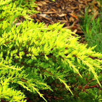 Можжевельник Дабс Фростед / Juniperus pfitzeriana Daubs Frosted
Можжевельник «Da. . фото 3