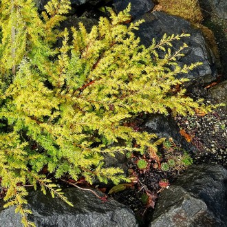 Можжевельник прибрежный Олл Голд / Juniperus conferta All Gold
Эффектна новая фо. . фото 4