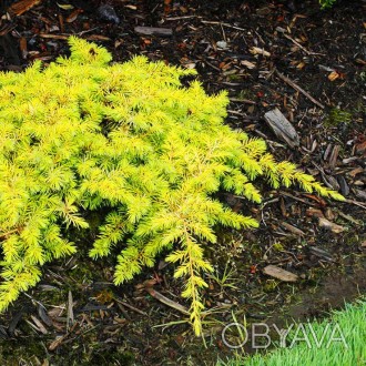 Можжевельник прибрежный Олл Голд / Juniperus conferta All Gold
Эффектна новая фо. . фото 1