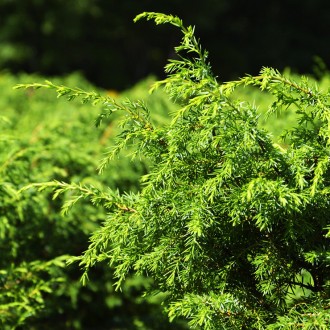 Можжевельник обыкновенный Суецика / Juniperus communis Suecica
Невысокий, узкоко. . фото 5