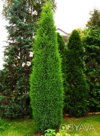 Можжевельник обыкновенный Суецика / Juniperus communis Suecica
Невысокий, узкоко. . фото 1