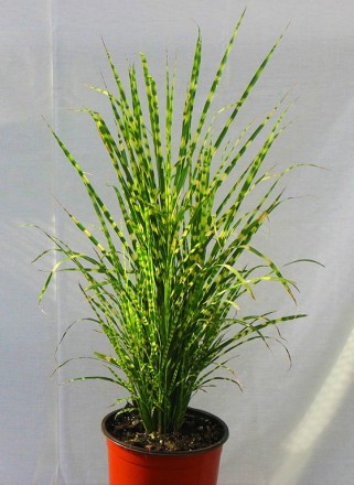 Мискантус китайский Зебринус / Miscanthus sinensis Zebrinus
Декоративная многоле. . фото 4