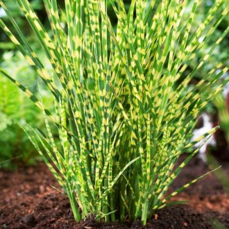 Мискантус китайский Зебринус / Miscanthus sinensis Zebrinus
Декоративная многоле. . фото 3