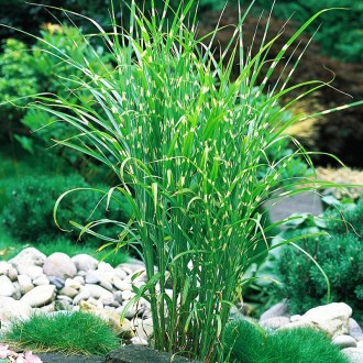 Мискантус китайский Зебринус / Miscanthus sinensis Zebrinus
Декоративная многоле. . фото 2