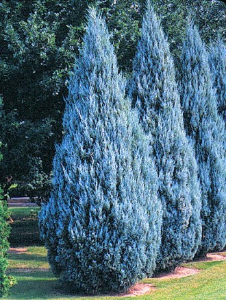 Можжевельник скальный Мунглоу / Juniperus Moonglow
Представляет собой компактное. . фото 3