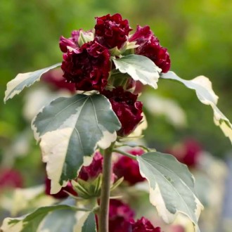 Гибискус Пурпуреус Вариегатус / Hibiscus Purpureus Variegatus. Балаклія. фото 1 Гибискус Пурпуреус Вариегатус / Hibiscus Purpureus Variegatus. Балаклія. фото 1