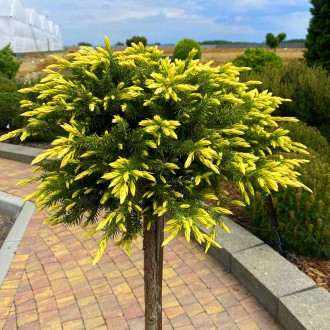 Можжевельник Санфлауэр / Juniperus conferta 'Sunflower'
Польский сорт можжевельн. . фото 2