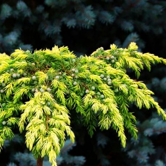 Можжевельник Санфлауэр / Juniperus conferta 'Sunflower'
Польский сорт можжевельн. . фото 5
