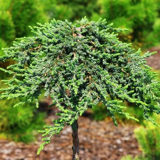 Можжевельник Зиал на штамбе / С5 / h 75 / Juniperus Zeal. Балаклія. фото 1 Можжевельник Зиал на штамбе / С5 / h 75 / Juniperus Zeal. Балаклія. фото 1