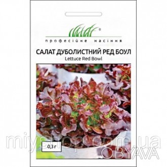 Сорт дуболистного салату Ред Боул з ефектною яскравою розеткою листя
 
Ред Боул . . фото 1