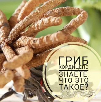 Кордицепс