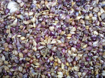 Продаём посадочный материал чеснока : 
 Семена чеснока (воздушка) , Однозубка ч. . фото 2
