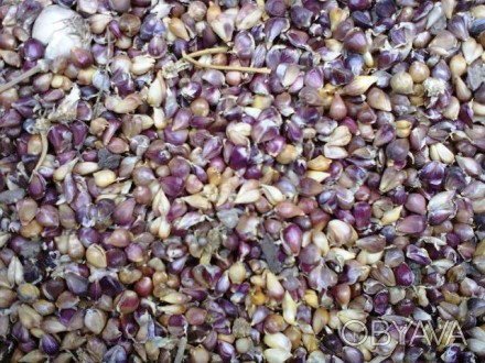 Продаём посадочный материал чеснока : 
 Семена чеснока (воздушка) , Однозубка ч. . фото 1